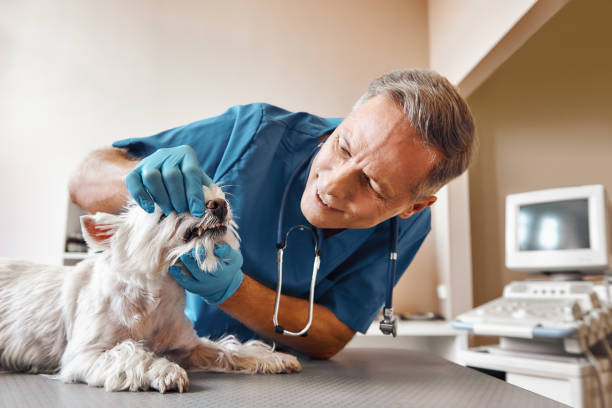 Best After-Hours Emergency Dentist in Bar Nunn, WY